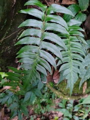 Polystichum lepidocaulon