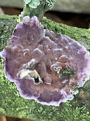 Chondrostereum purpureum