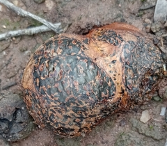 Pisolithus