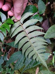 Polystichum lepidocaulon