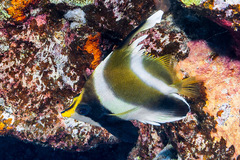 Heniochus chrysostomus