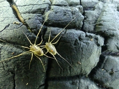 Paroligolophus