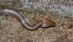 Lycodon aulicus