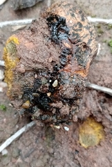 Pisolithus