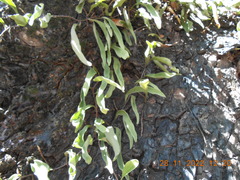 Pyrrosia adnascens