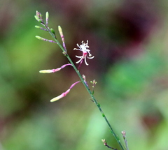 Oenothera filipes
