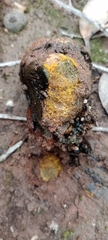 Pisolithus