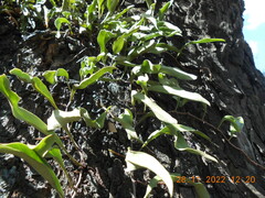 Pyrrosia adnascens