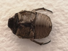 Gymnetis sternalis