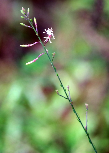 Image of Oenothera filipes by (c) Lauren McLaurin, some rights reserved (CC BY)