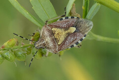 Dolycoris