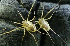 Paroligolophus