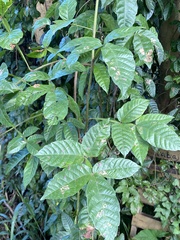 Paullinia pinnata
