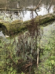 Rumex hydrolapathum