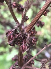 Rumex hydrolapathum