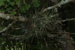 Tillandsia schiedeana