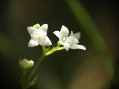 Galium palustre
