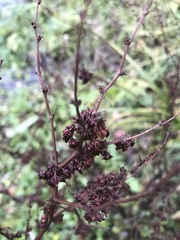 Rumex hydrolapathum