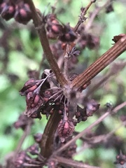 Rumex hydrolapathum