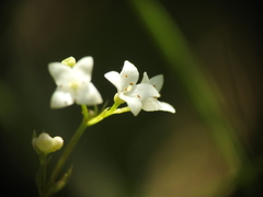 Galium palustre