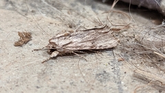Spodoptera