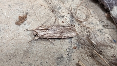 Spodoptera