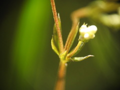 Galium palustre