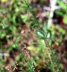 Oenothera filipes