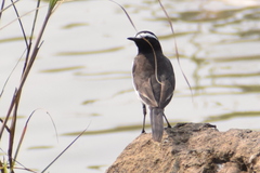Motacilla maderaspatensis