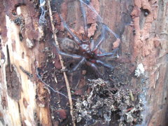 Hexathele hochstetteri