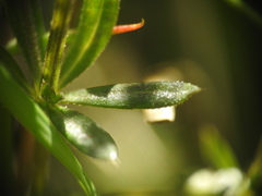 Galium palustre