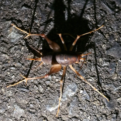 Atachycines apicalis apicalis