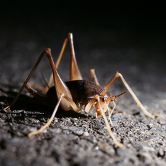 Atachycines apicalis apicalis