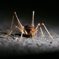 Atachycines apicalis apicalis