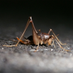 Atachycines apicalis apicalis