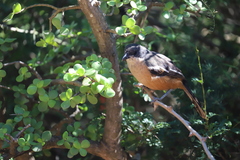 Laniarius ferrugineus