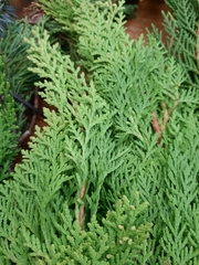 Thuja