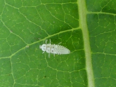 Psyllobora vigintimaculata