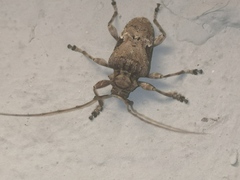 Lagocheirus araneiformis
