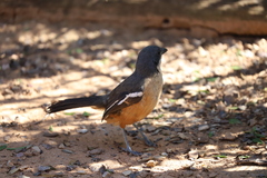 Laniarius ferrugineus