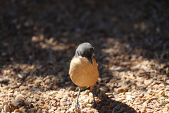 Laniarius ferrugineus