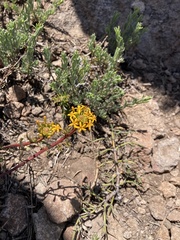 Quinchamalium chilense