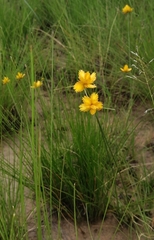 Cyperus sphaerocephalus