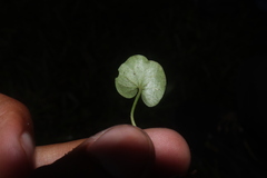 Hydrocotyle umbellata