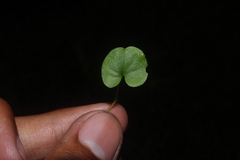 Hydrocotyle umbellata