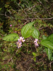 Lippia alba