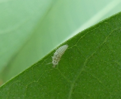 Psyllobora vigintimaculata