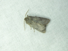 Orthosia populeti