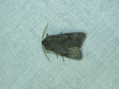 Orthosia populeti