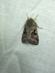 Orthosia gothica